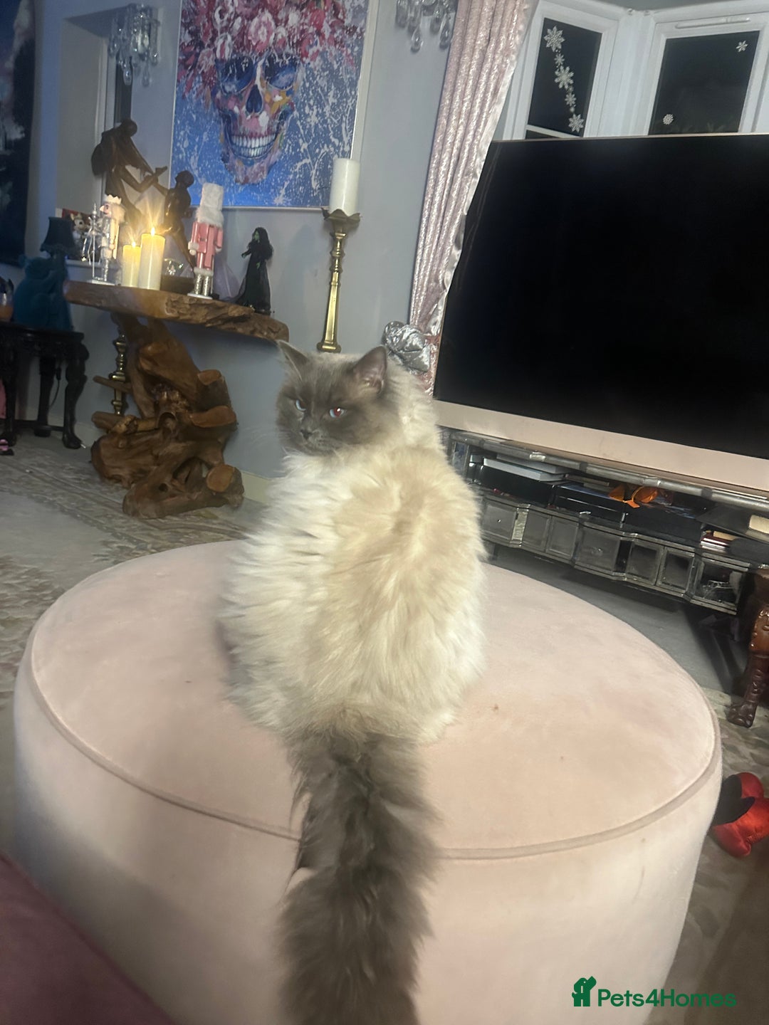 Ragdoll cats for stud: Stud ragdoll age 3 - Advert 1