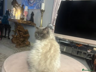 Ragdoll cats Stud ragdoll age 3 - Advert 6