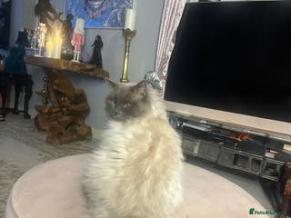 Ragdoll cats Stud ragdoll age 3 - Advert 17