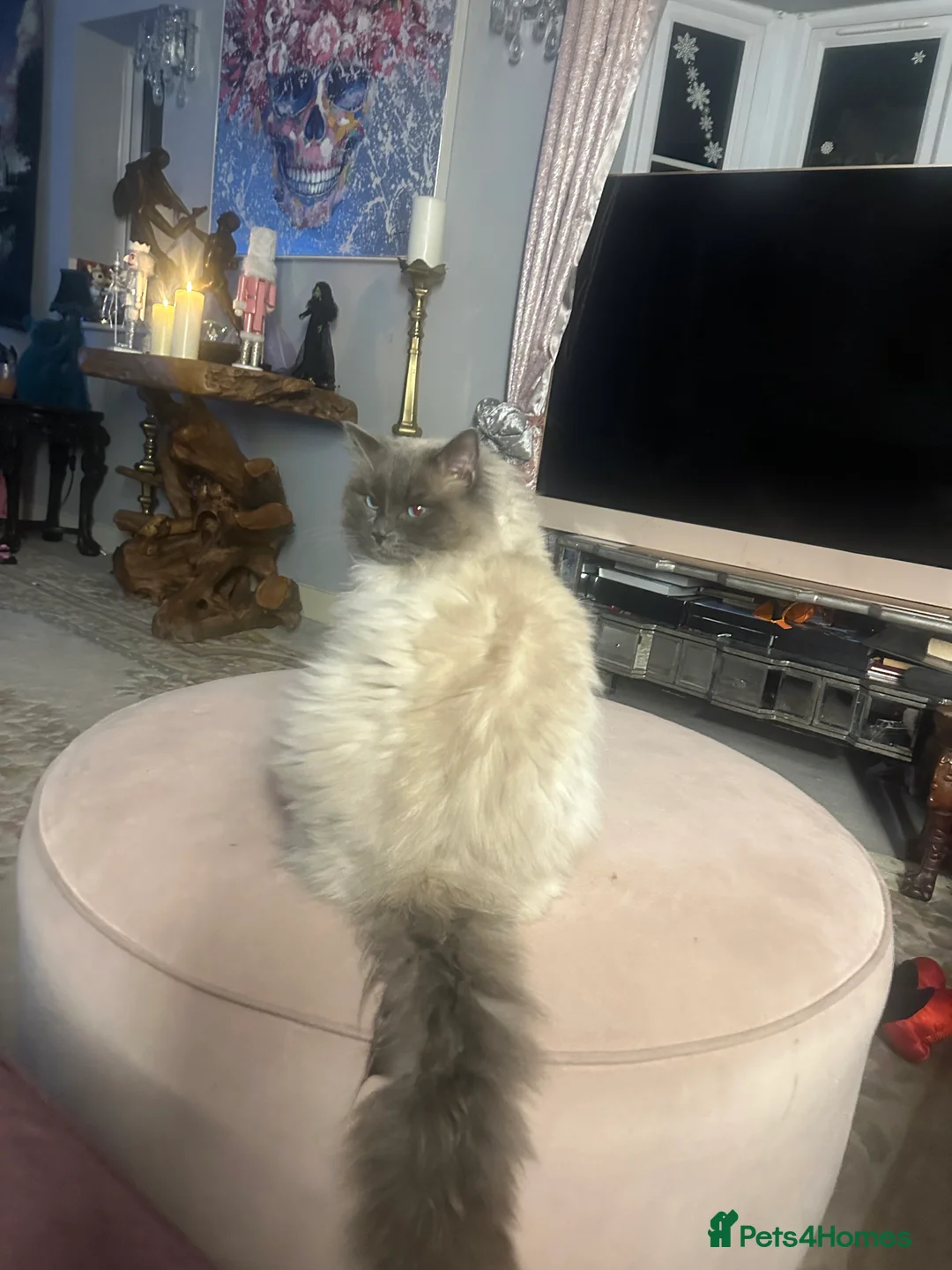 Ragdoll cats for stud: Stud ragdoll age 3 - Advert 1