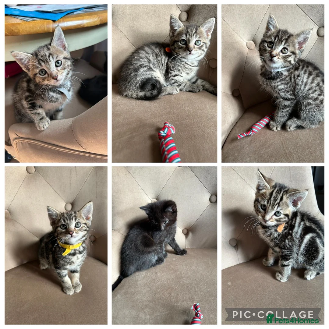 Mixed Breed cats for sale: British Mixed 4 Girls 2 Boys - Advert 1