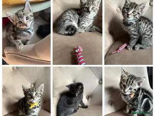 Mixed Breed cats British Mixed 4 Girls 2 Boys - Advert 1