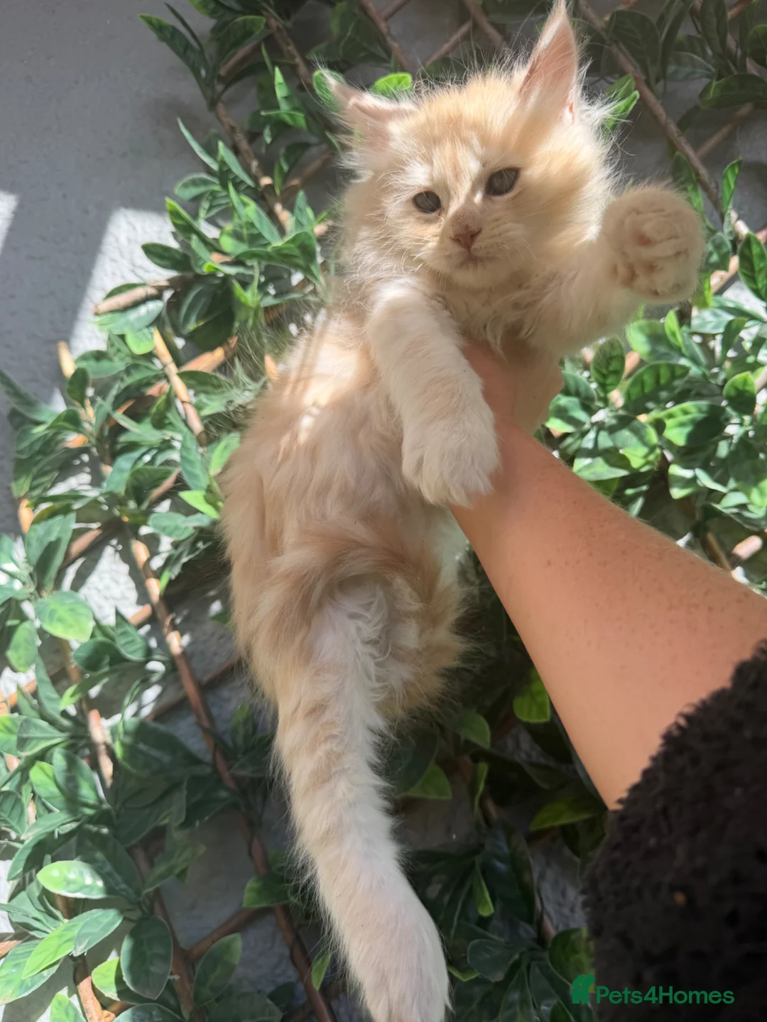 Ragcoon cats for sale: RAGCOON STUNNING 5star kittens  😻 - Advert 2