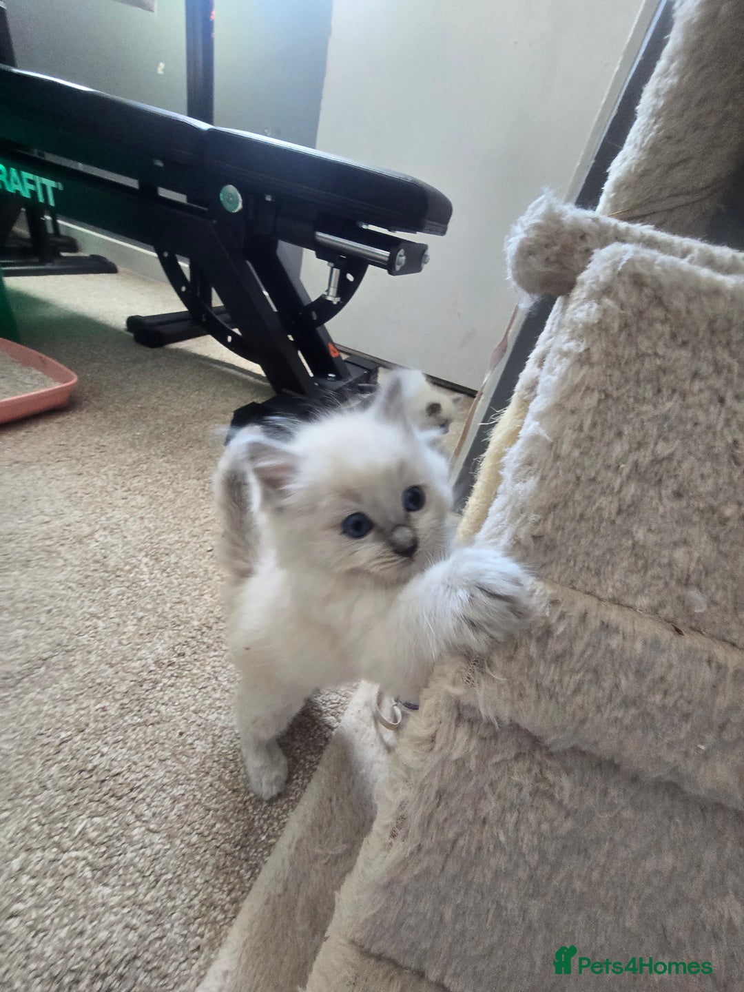 Ragdoll cats for sale: 3 KITTENS 🐱 RAGDOLL🐾  🌸🌿 Blue Point Silky💫🐾* - Image 9