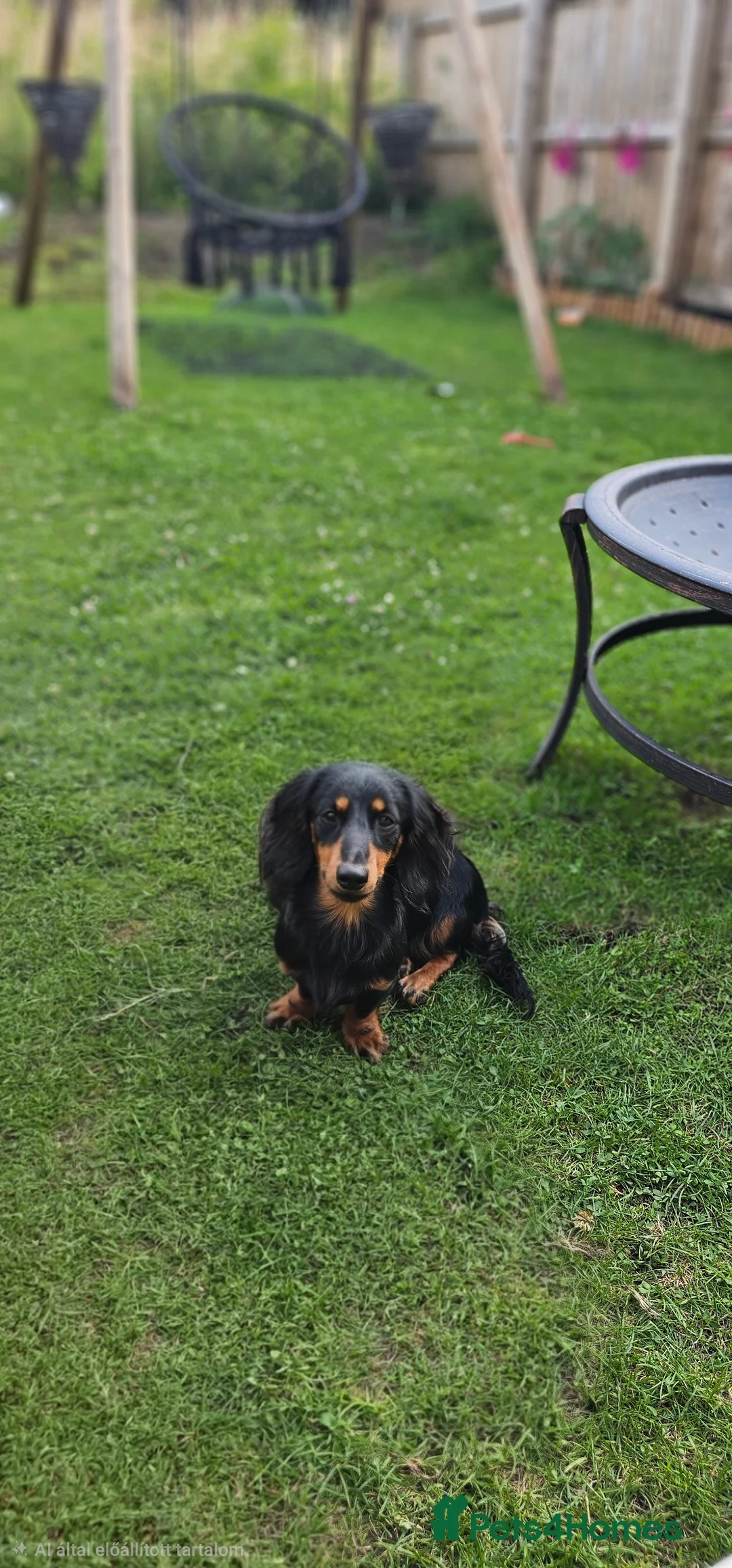 Miniature Dachshund dogs for sale: Dachsund - Advert 2