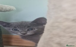 Russian Blue cats for sale: Beautiful full Russian blue kittens  - Image 11