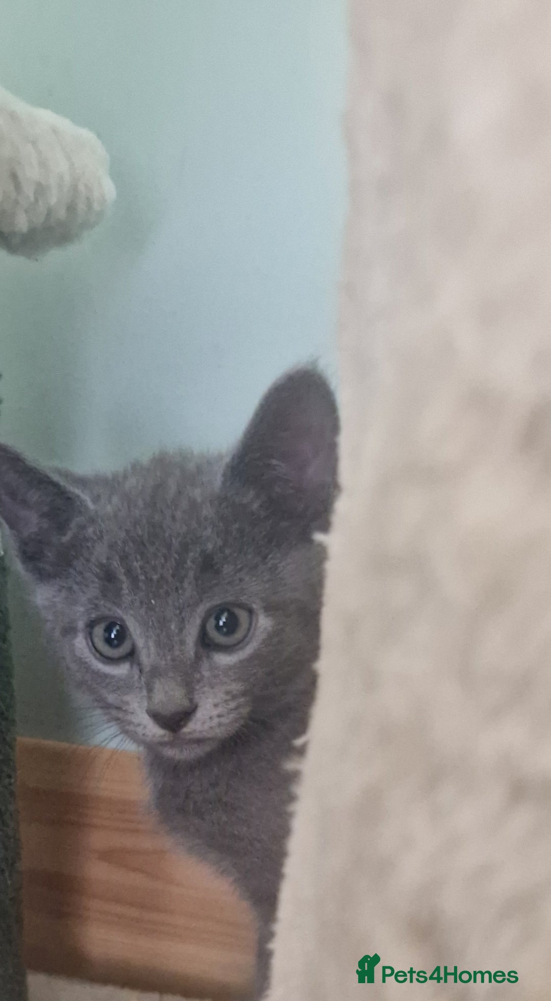 Russian Blue cats for sale: Beautiful full Russian blue kittens  - Image 11