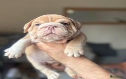 English Bulldog dogs for sale: Beautiful English Bulldog Puppies - Image 7
