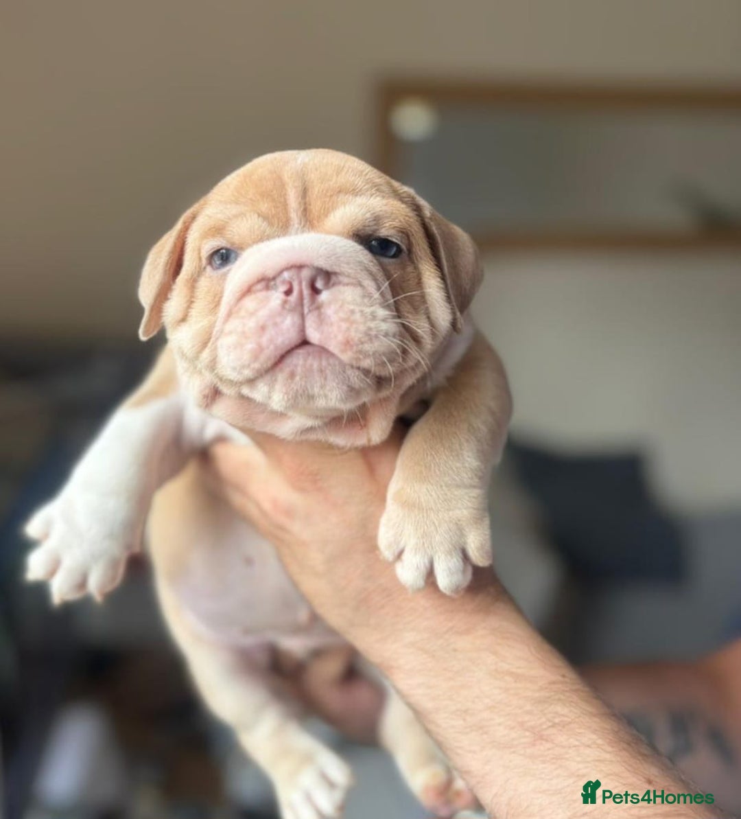 English Bulldog dogs for sale: Beautiful English Bulldog Puppies - Image 7