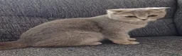 Scottish Fold cats for sale: TICA affectionate Inoculated Scottish fold  - Advert 8