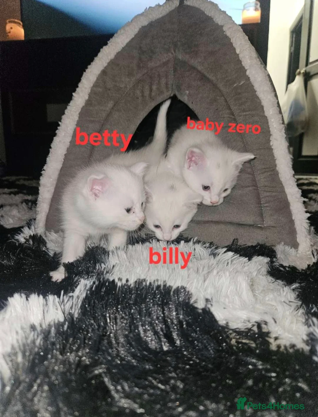 Maine Coon cats for sale: maincoon kittens in Stockport - Advert 2