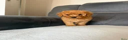 Toy Poodle dogs for sale: Toy poodle - Advert 15