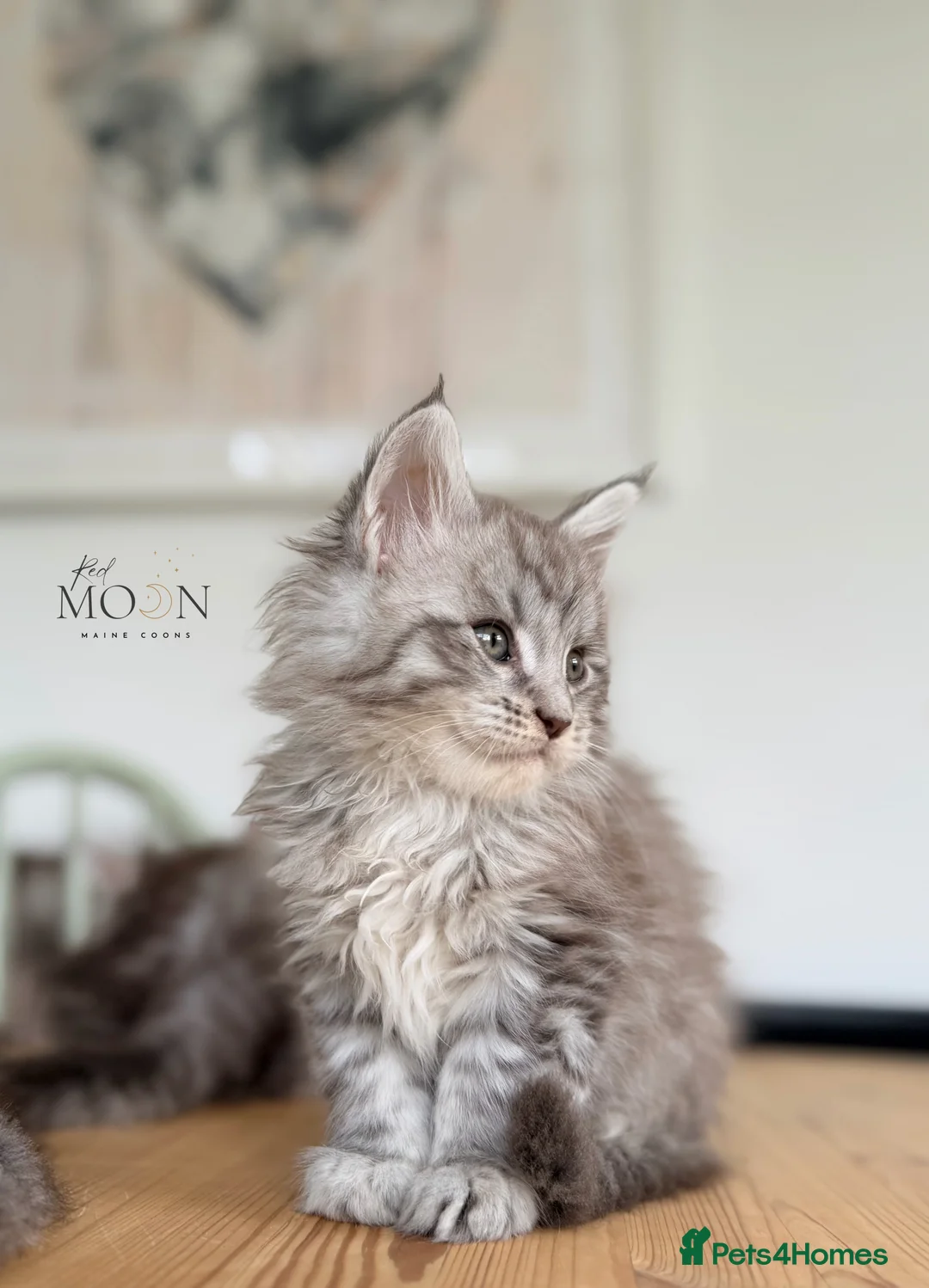 Maine Coon cats for sale: Last 2 boys, Maine coon kittens - Advert 2