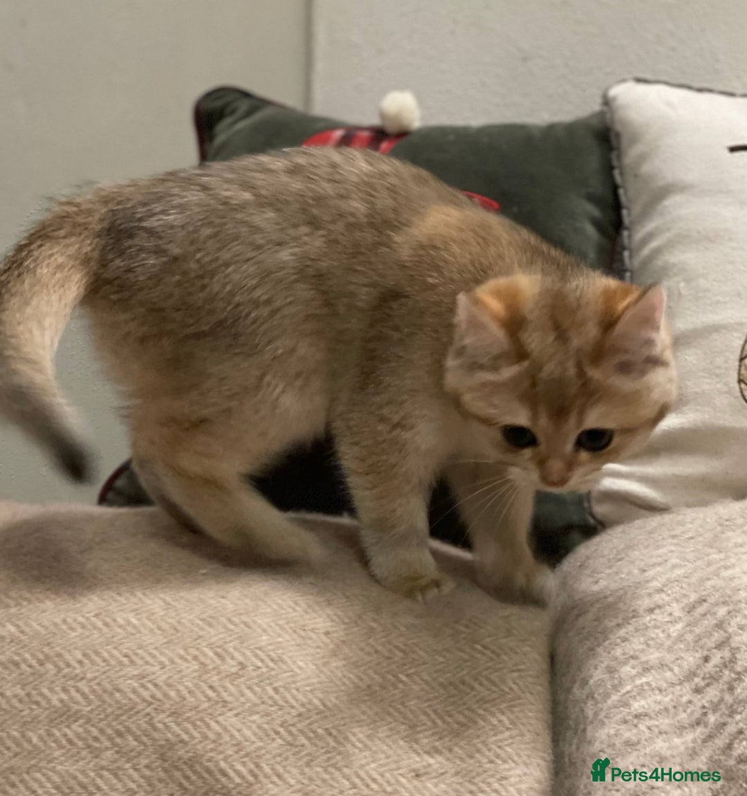 British Shorthair cats for sale: Ready This Weekend Golden Female Kitten  - Advert 4
