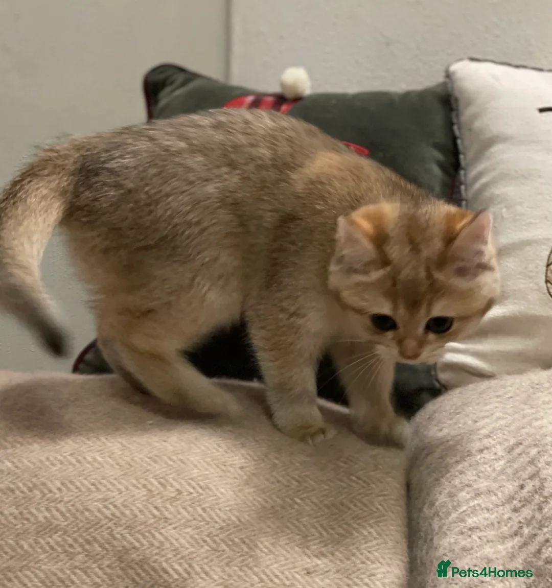 British Shorthair cats for sale: Ready Today Golden Female Kitten  - Advert 7