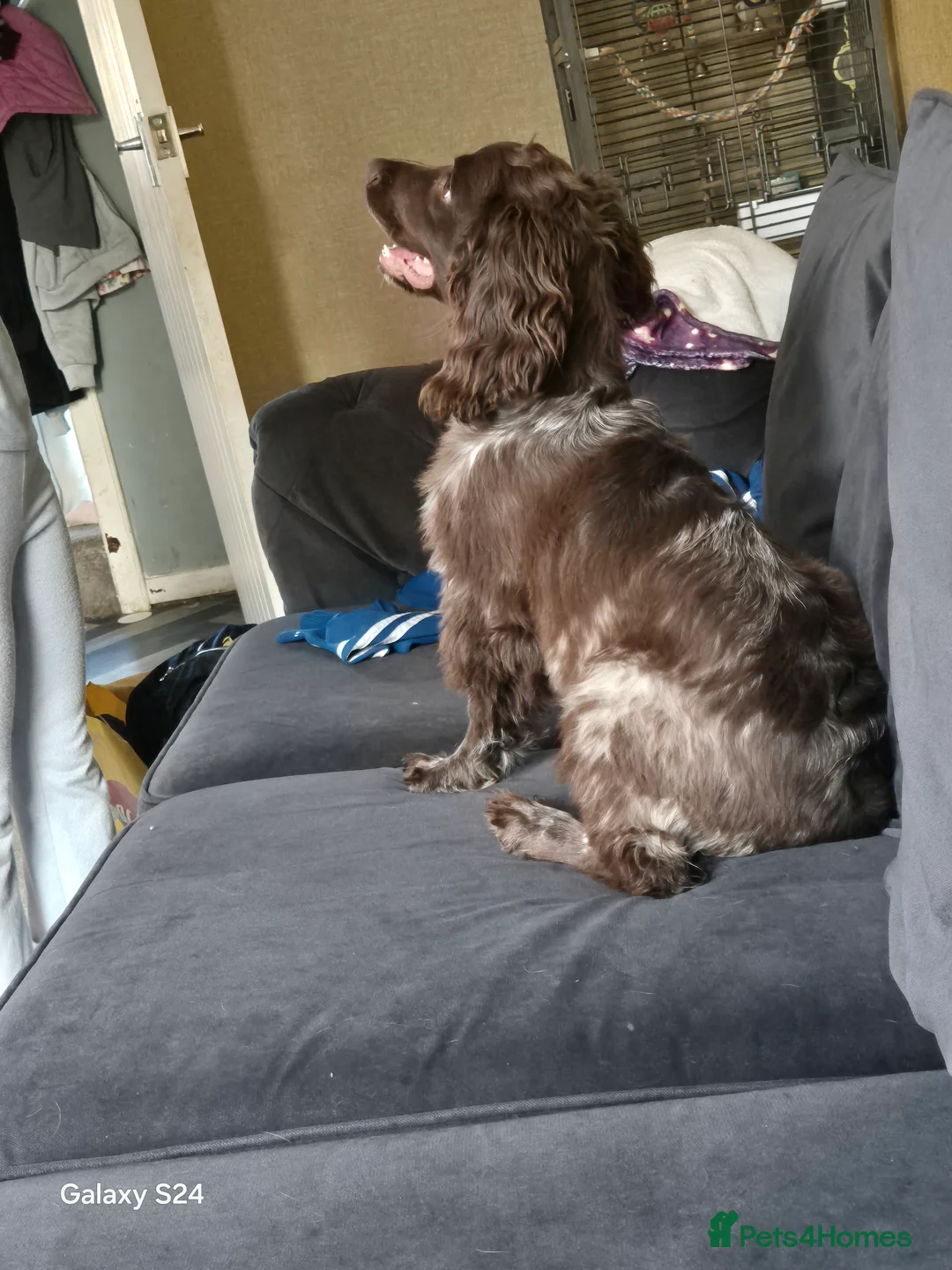 Cocker Spaniel dogs for sale: Cocker spaniel girl - Advert 4