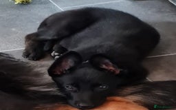 Belgian Shepherd Dog dogs for sale: 12 week old dutch shepherd  - Image 1