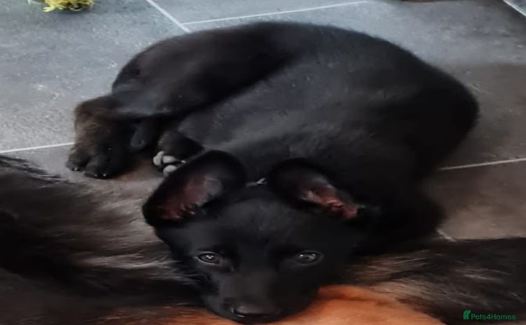 Belgian Shepherd Dog dogs - Advert 3