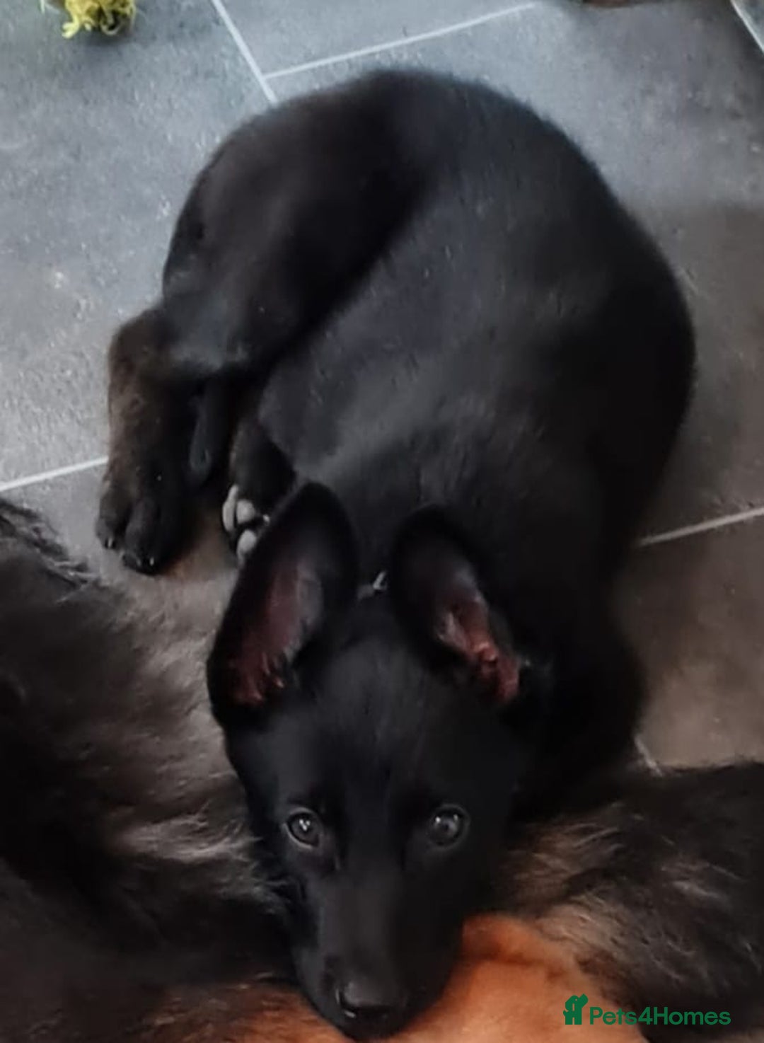 Belgian Shepherd Dog dogs for sale: 12 week old dutch shepherd  - Image 1