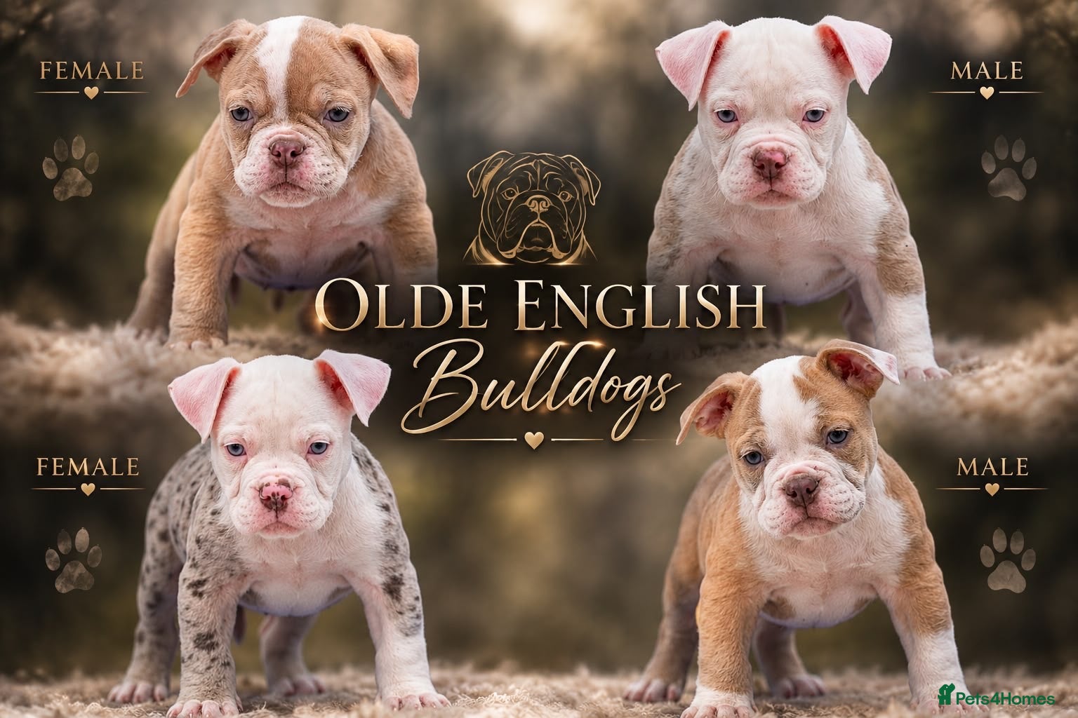 Olde English Bulldogge dogs DONT LET YOUR DREAMS JUST BE DREAMS  - Advert 23