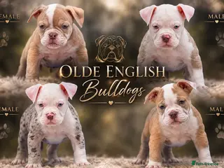 Olde English Bulldogge dogs DONT LET YOUR DREAMS JUST BE DREAMS - Advert 23
