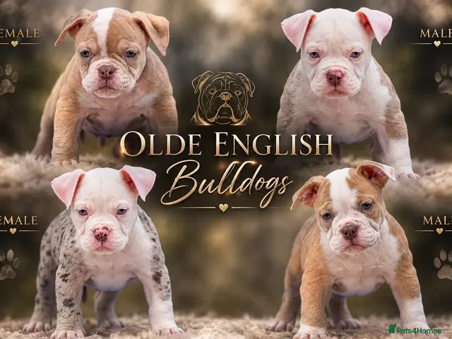 Olde English Bulldogge dogs DONT LET YOUR DREAMS JUST BE DREAMS - Advert 2