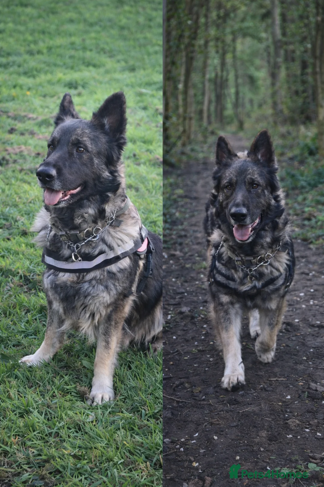 German Shepherd dogs for sale: Straight Back Long Hair GSD – Female - Advert 1