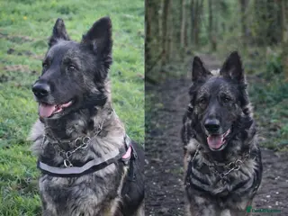 German Shepherd dogs Straight Back Long Hair GSD – Female - Advert 10