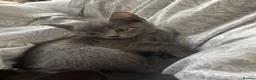 Mixed Breed cats for sale: BSH X Tabby adorable kittens - Advert 7