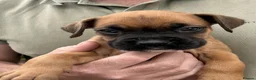 Boxer dogs for sale: Beautiful Bobtail Boxer Puppies - ready new homes in Chesterfield - Advert 2