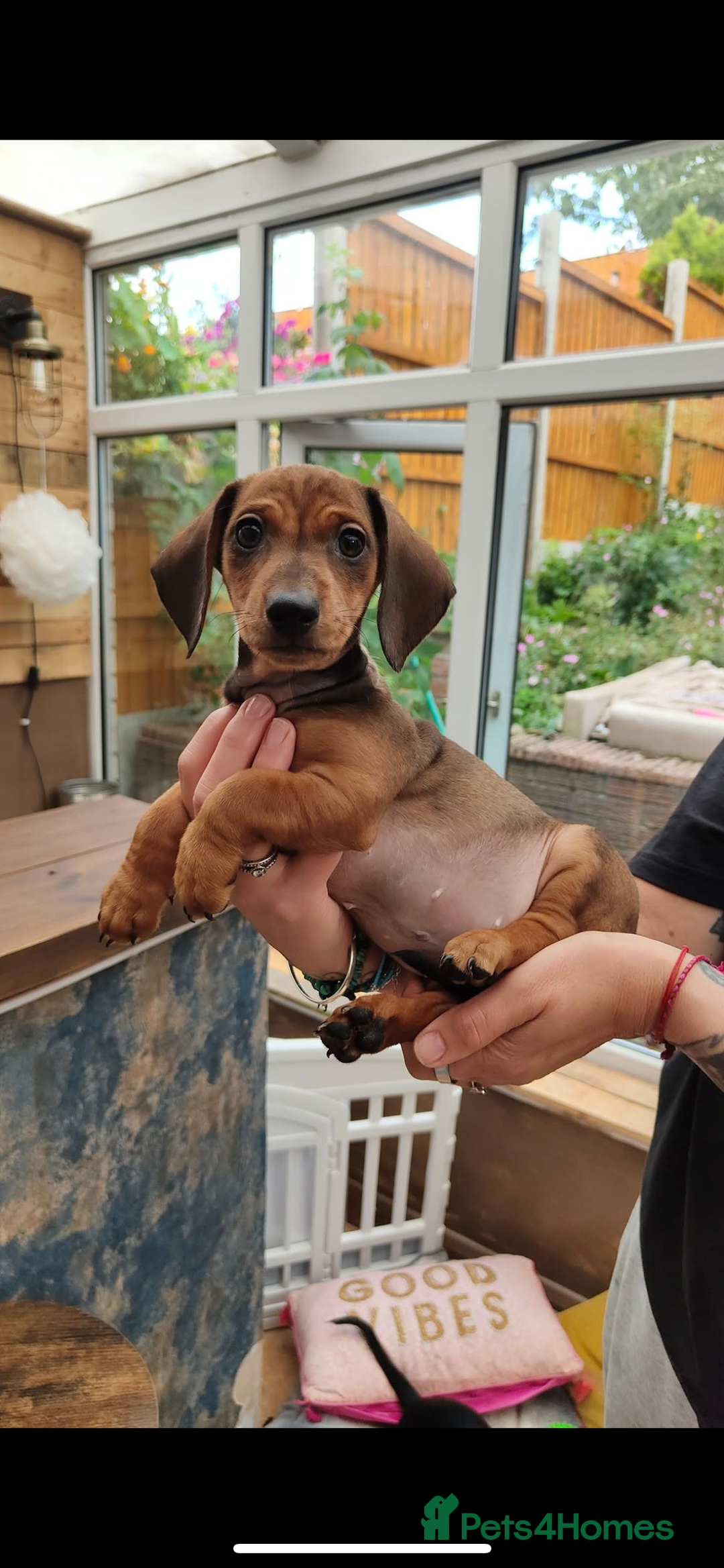 Dachshund dogs for sale: Dachshund puppy - Image 5