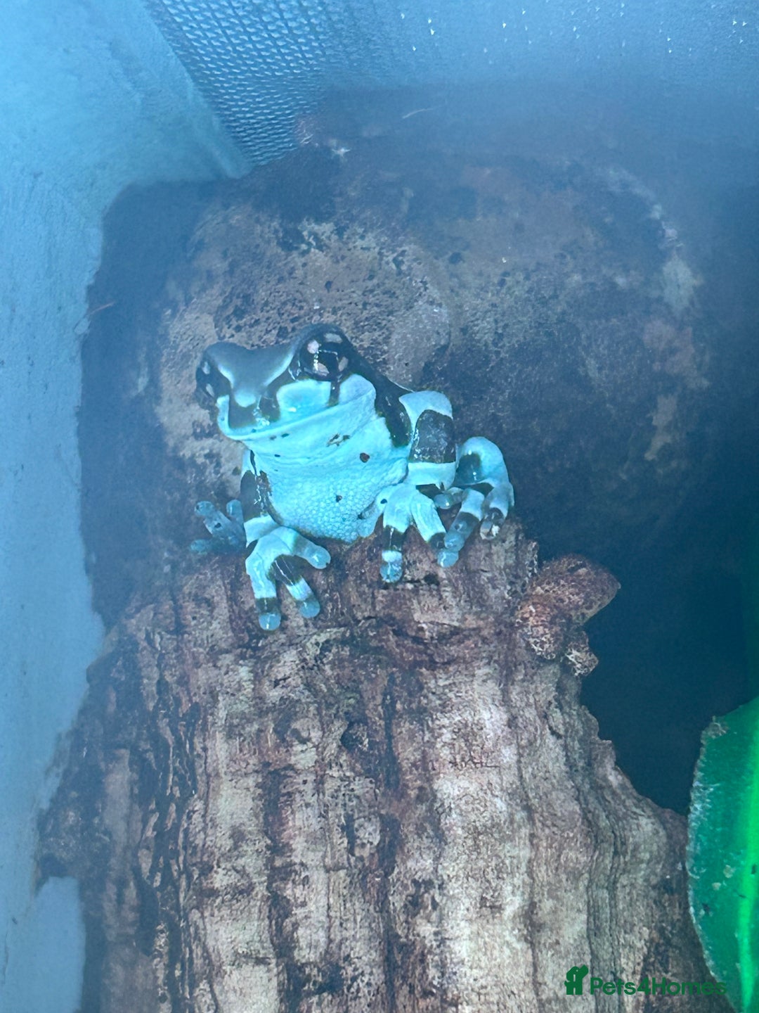 Gallery Image {{count}}