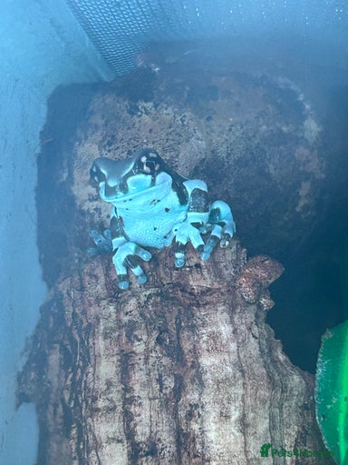 Gallery Image {{count}}