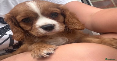 Cavalier King Charles Spaniel dogs - Advert 2