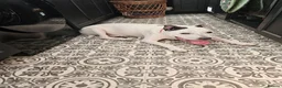 Staffordshire Bull Terrier dogs for adoption: Benson - Advert 5