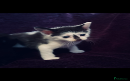 Mixed Breed cats for sale: 8 Adorable Kittens  - Image 19