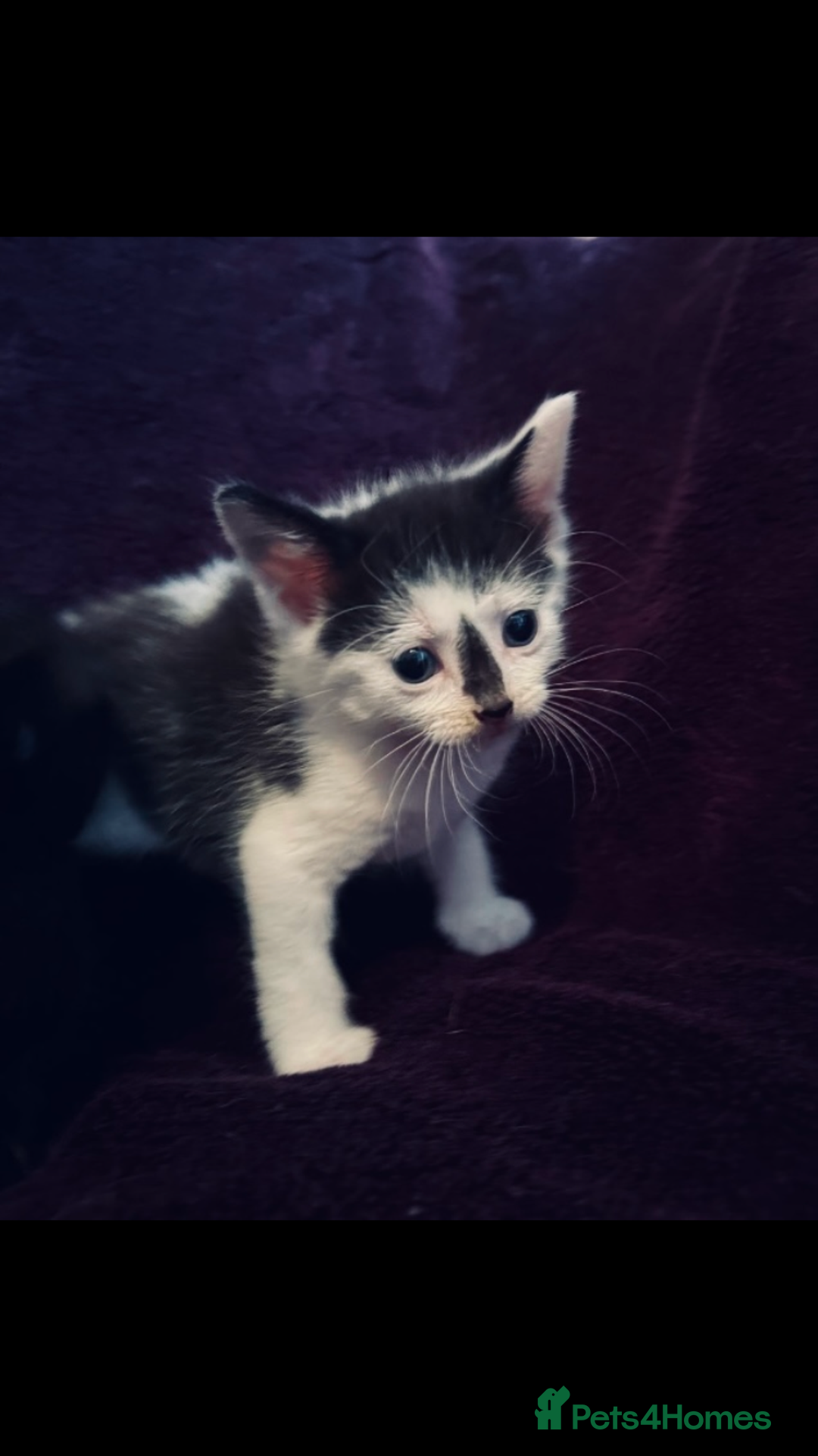 Mixed Breed cats for sale: 8 Adorable Kittens  - Image 19