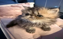 Persian cats for sale: REDUCED GCCF PERSIAN KITTENS  - Image 14