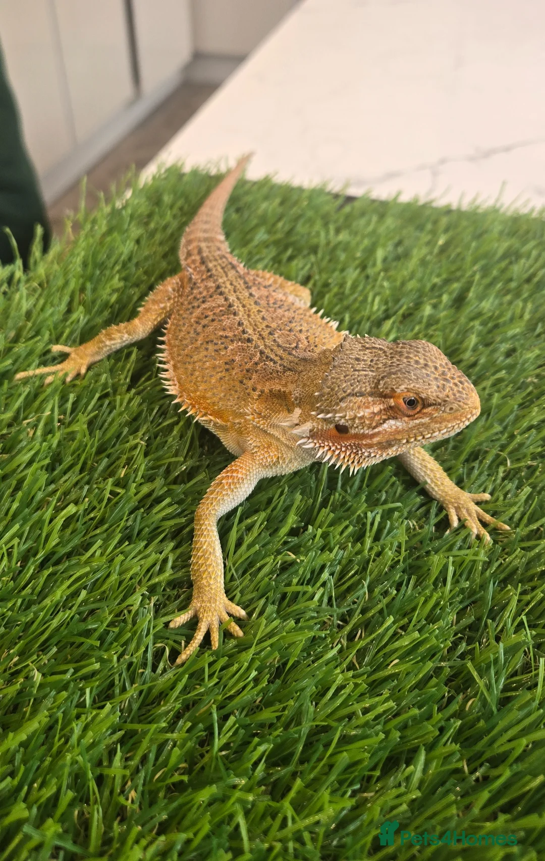Bearded Dragon reptiles for sale: Lovely temperament one yr old Bearded dragon & viv in Romford - Advert 1