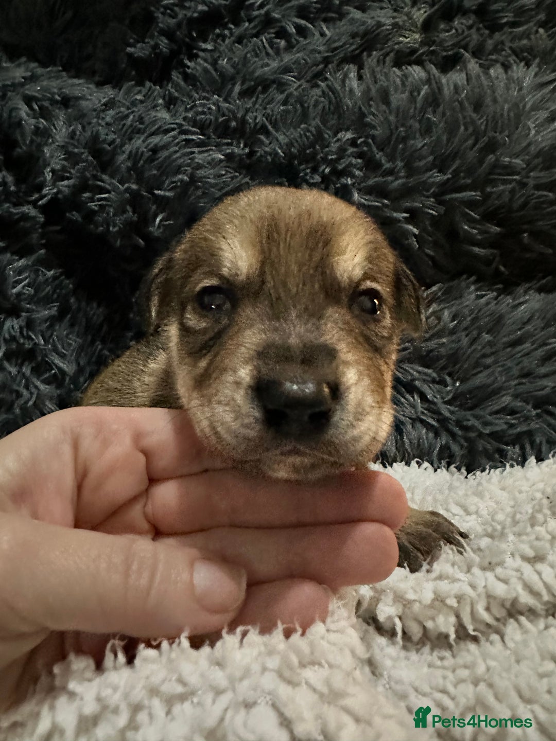 Mixed Breed dogs for sale: Husky staffy cross puppy - Advert 29