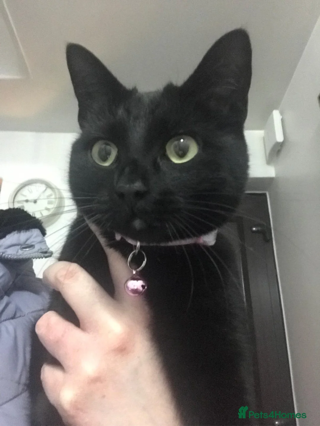 Mixed Breed cats for sale: POPPY - Advert 7