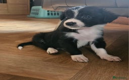Border Collie dogs for sale: Beautiful border collies  - Image 5