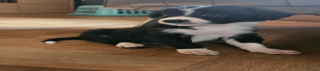 Border Collie Puppy 2