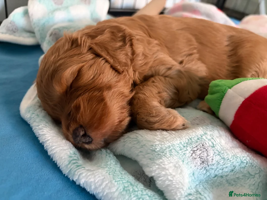 Cockapoo dogs for sale: Phantom Merle Cockapoo's - Advert 39