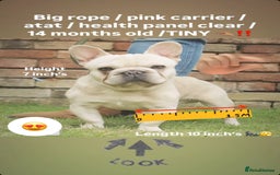 French Bulldog dogs for stud: 🔥🔥 BIG BEN 🔥🔥 - Image 3