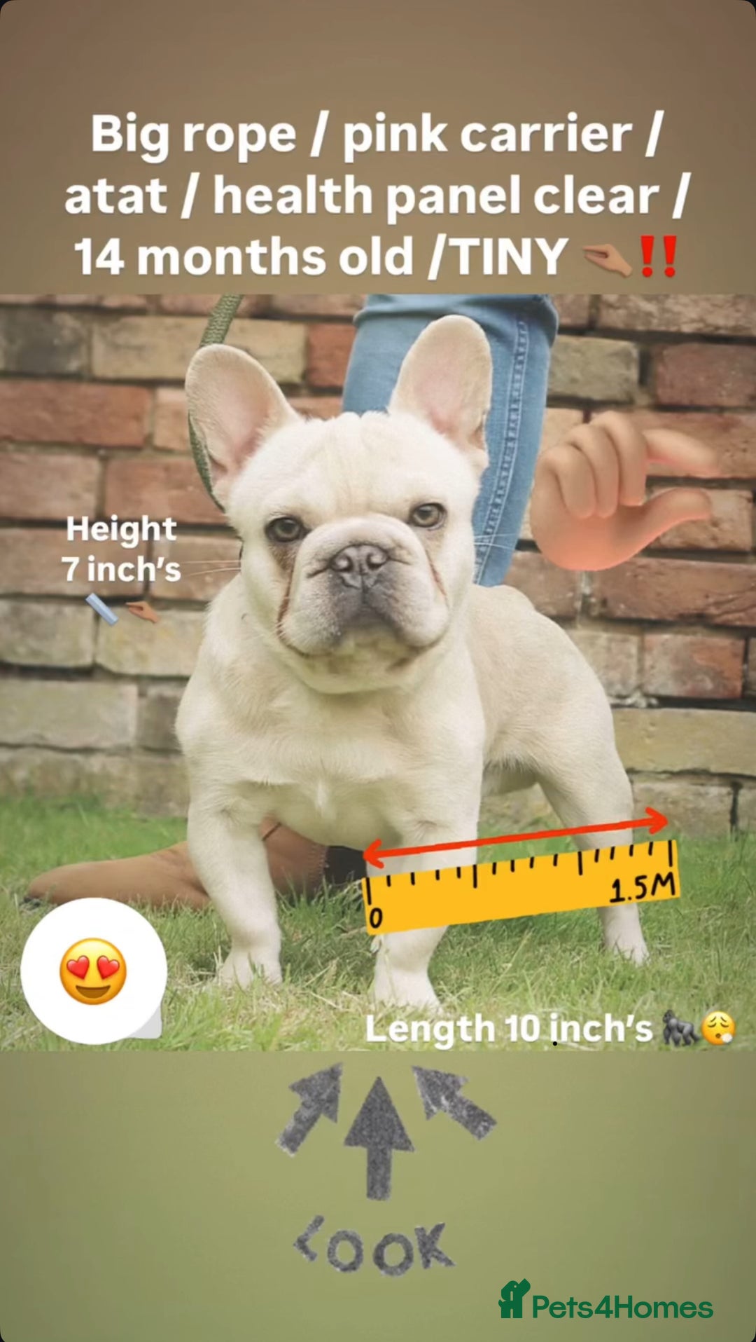 French Bulldog dogs for stud: 🔥🔥 BIG BEN 🔥🔥 - Image 3
