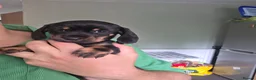 Miniature Dachshund dogs for sale: 🤍Health tested miniture dachshund🤍 - Advert 5