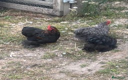 Chickens poultry for sale: Pekin bantam cockerels in Cullompton - Image 1