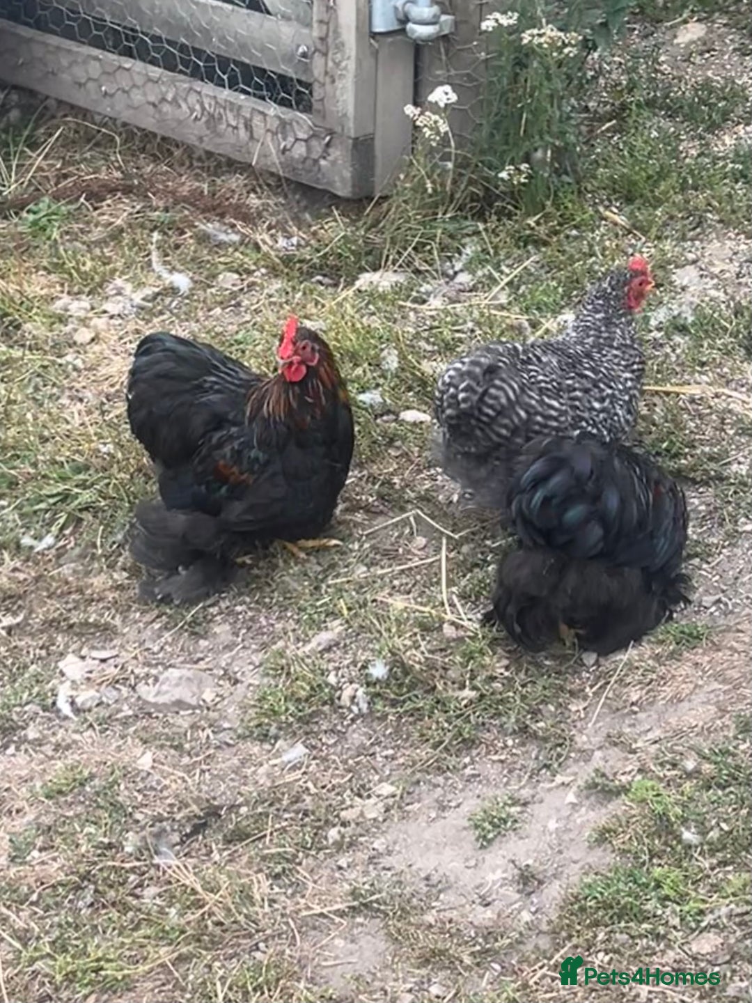 Chickens poultry for sale: Pekin bantam cockerels in Cullompton - Image 1