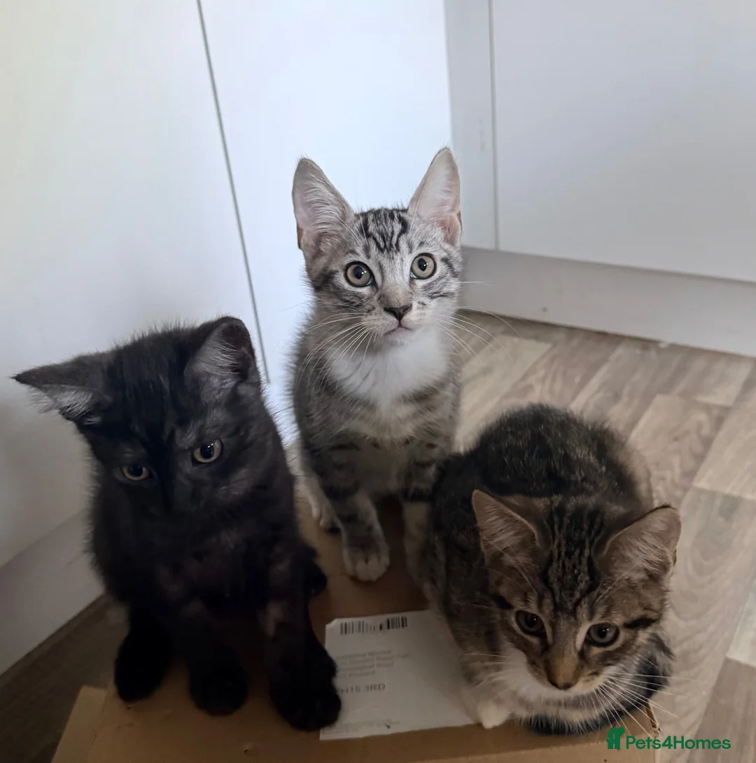 Maine Coon cats for sale: Maine Coon  - Advert 1